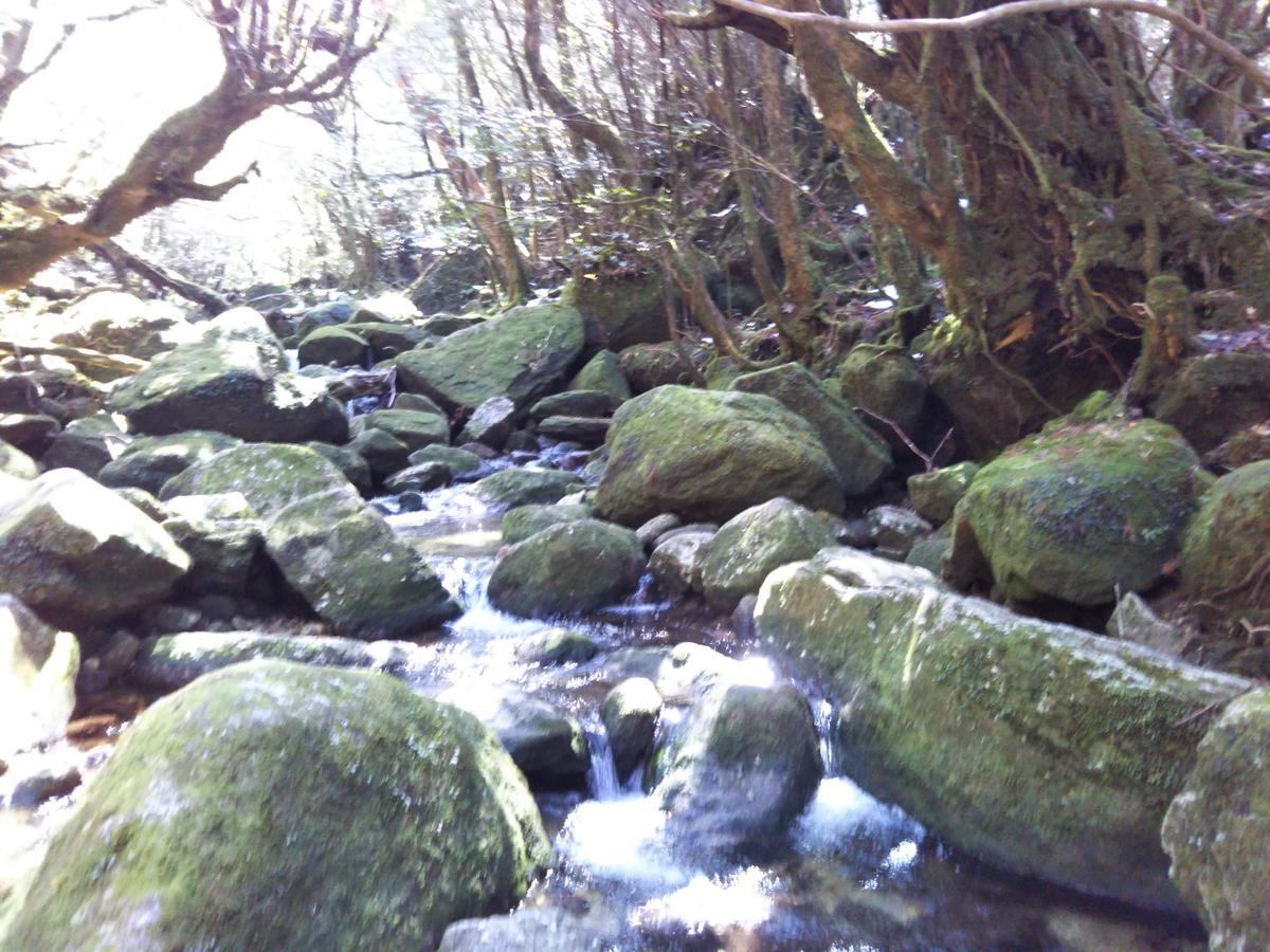Cottage Yakusugi House Yakushima  Eksteriør billede