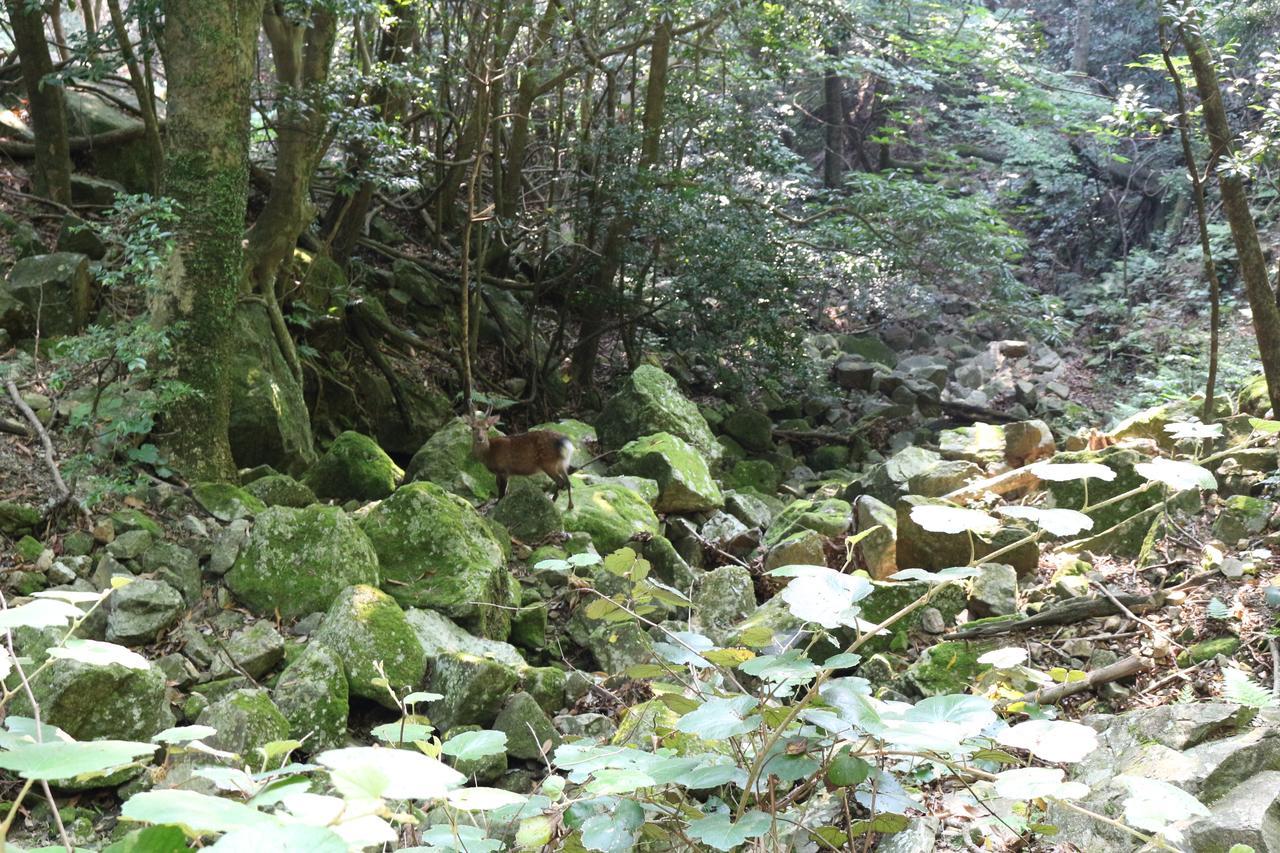 Cottage Yakusugi House Yakushima  Eksteriør billede