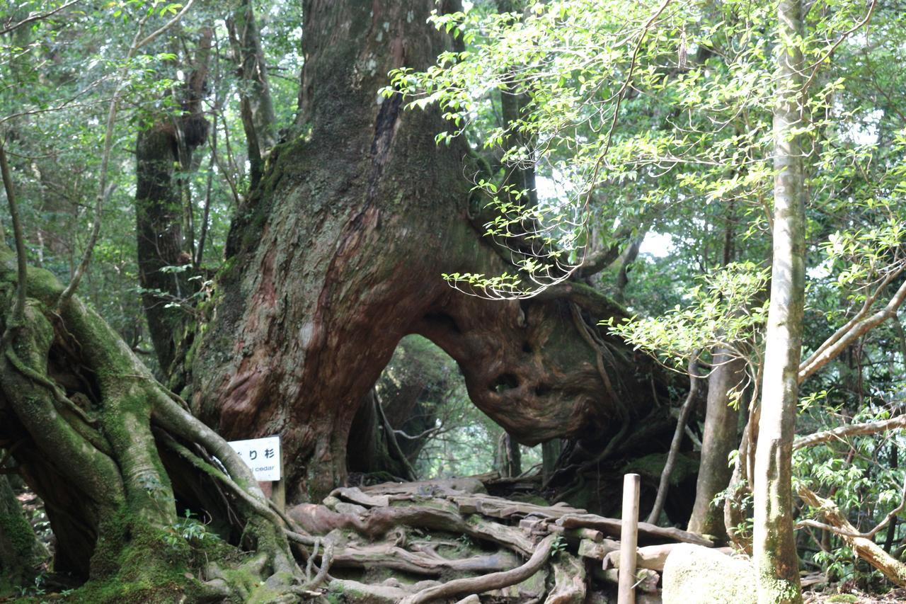 Cottage Yakusugi House Yakushima  Eksteriør billede