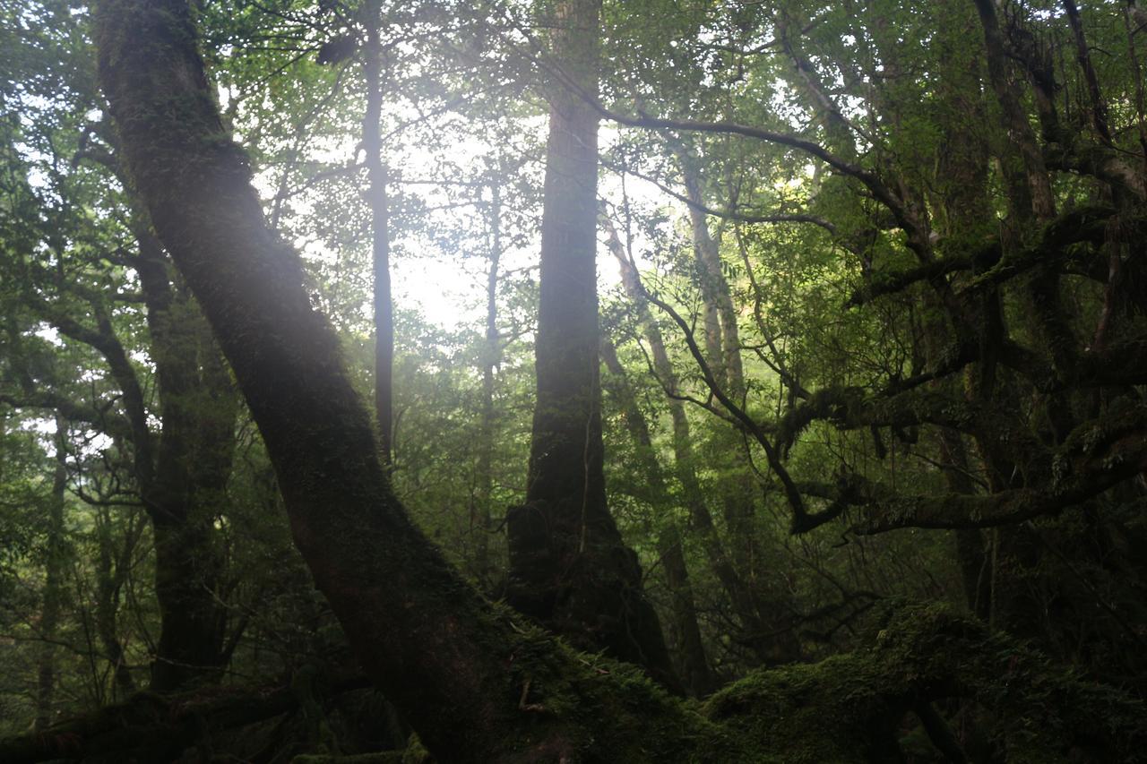 Cottage Yakusugi House Yakushima  Eksteriør billede