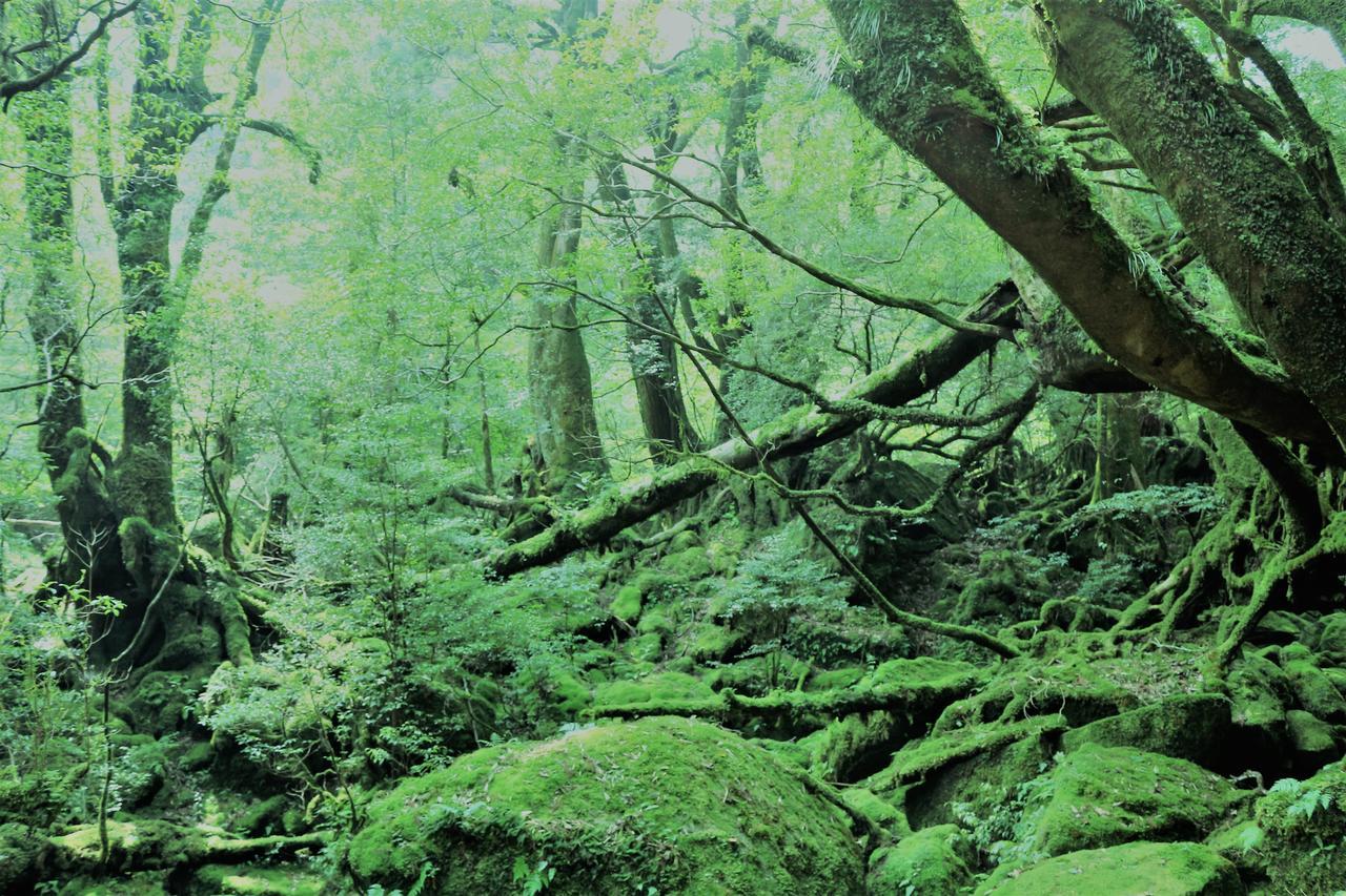 Cottage Yakusugi House Yakushima  Eksteriør billede