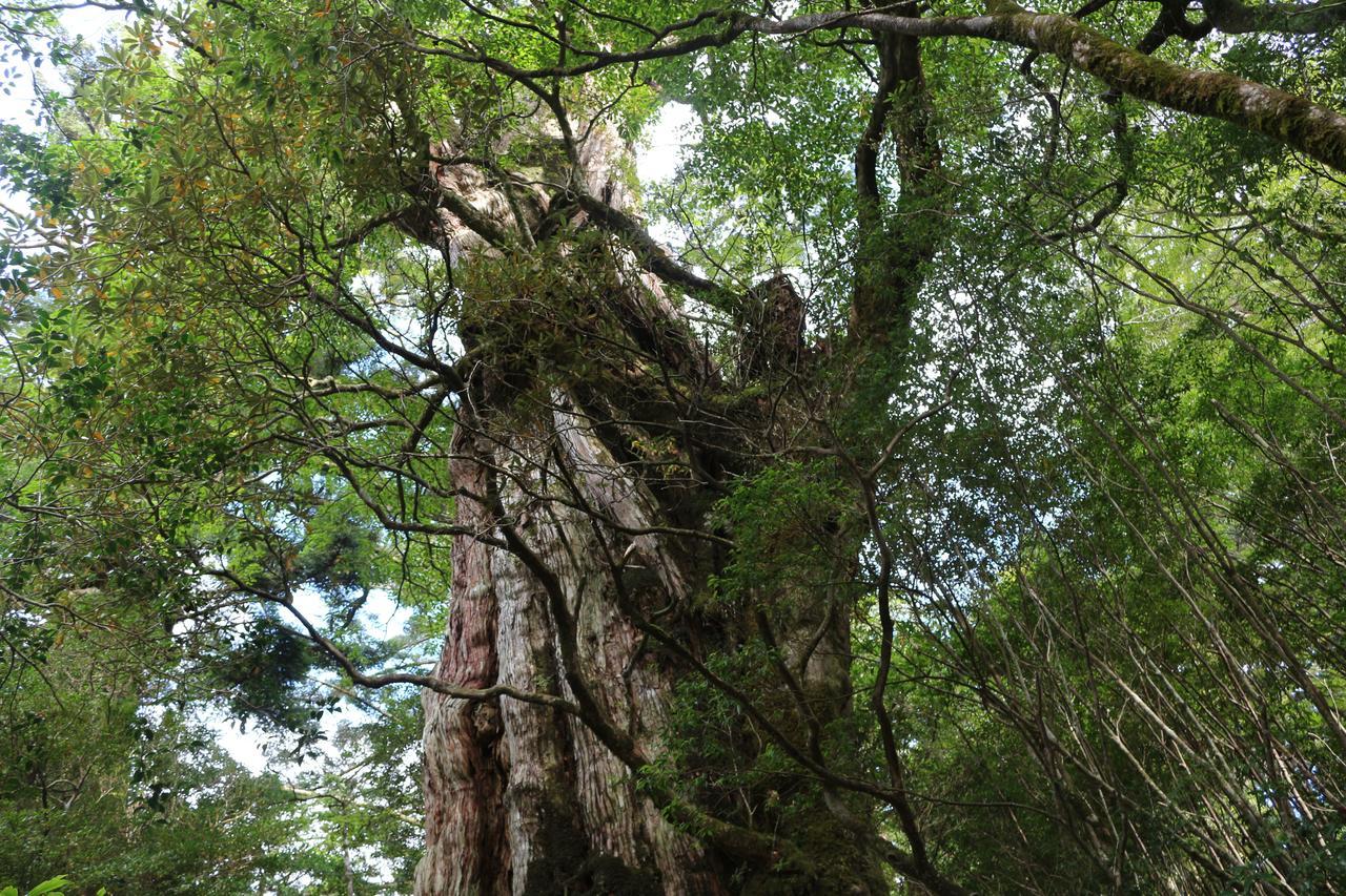 Cottage Yakusugi House Yakushima  Eksteriør billede